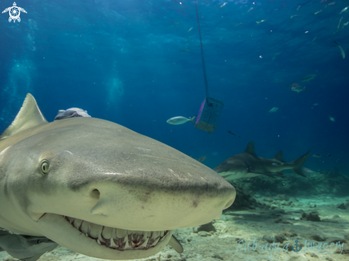 A Negaprion brevirostris | Lemon Shark