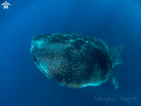 A Rhincodon typus | Whale Shark