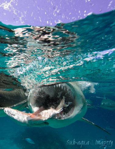 A Negaprion brevirostris | Lemon Shark