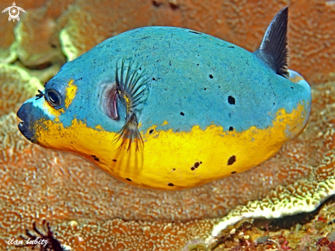 A reef fish