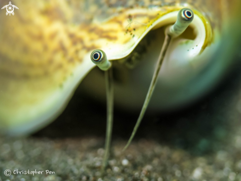 A Labiostrombus epidromis | Conch 