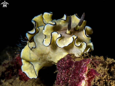 A Nudibranch