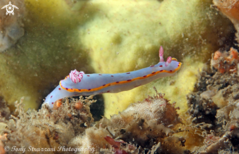 A Bennett's Hypselodoris