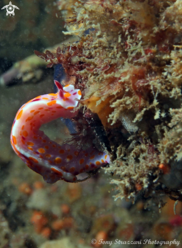 A Ceratosoma amoenum | Sweet Ceratosoma