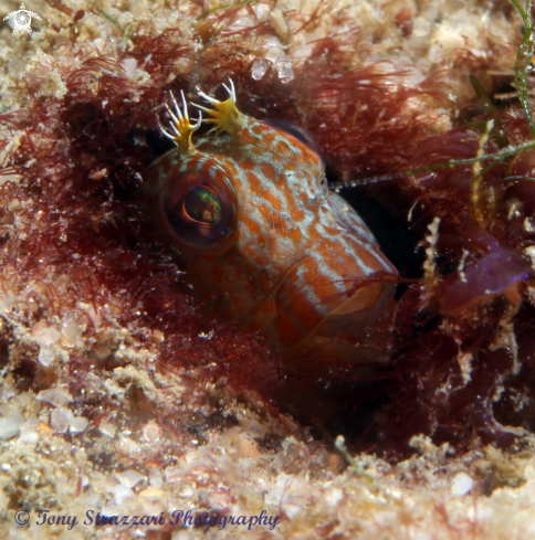 A Horned blenny