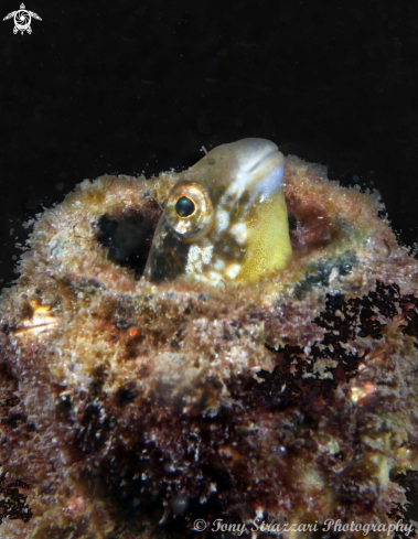 A Plagiotremus tapeinosoma | Hit & Run Fang Blenny