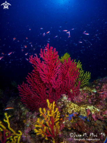 A Red Gorgonian