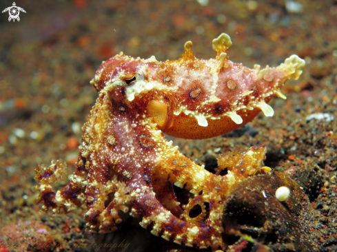 A blue ring octopus 