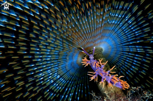 A Spirografo Spallanzani and Flabellina Ischitana | 