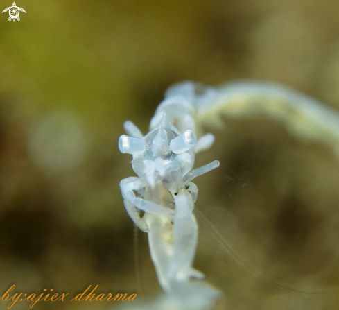 A black coral shrimp