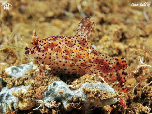 A nudibranch