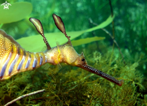 A Weedy Seadragon