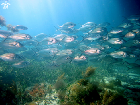 A Silver Trevally