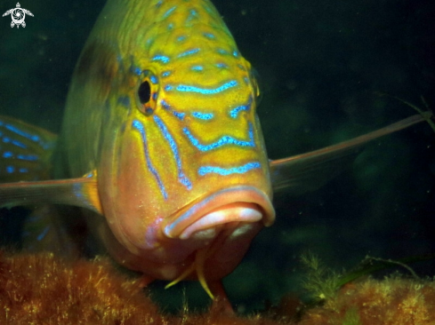 A Upeneichthys vlamingii | Southern Goatfish
