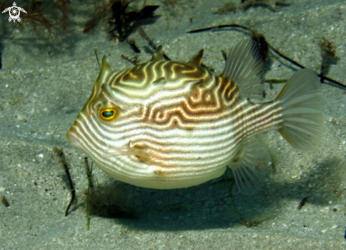 A Shaw's Cowfish