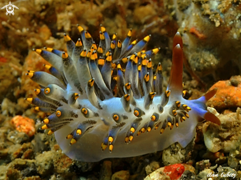 A nudibranch