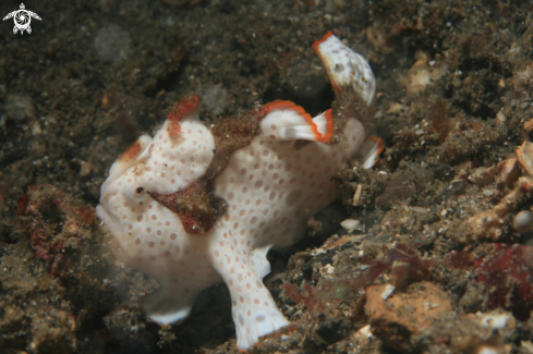 A frogfish