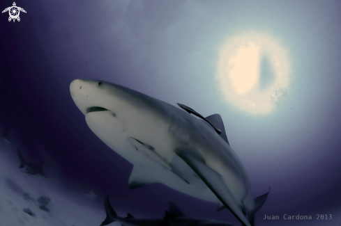 A carcharedon carcharis | Bull sharks