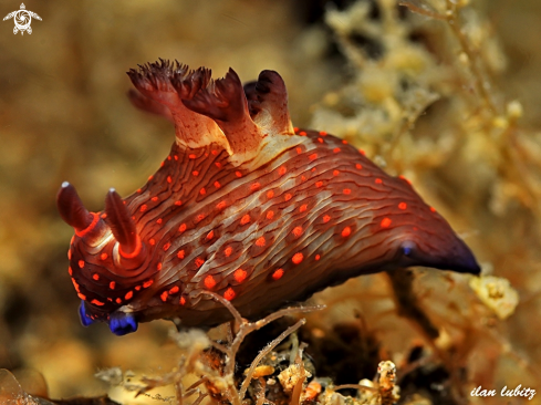 A Nembrotha sp | nudibranch