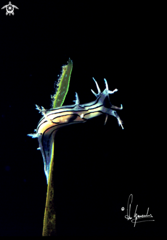 A Tritonia striata | tritonia