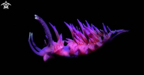 A Flabellina Abensis