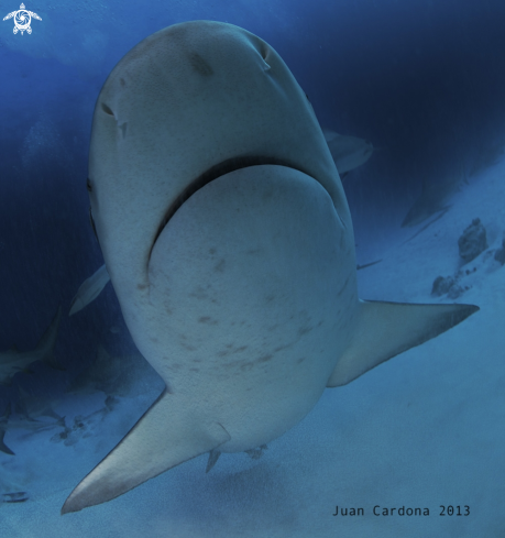 A carcharedon carcharis | Bull shark