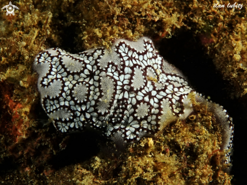 A Sea Squirt