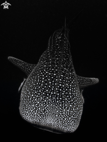 A Rhincodon typus | Whale Shark