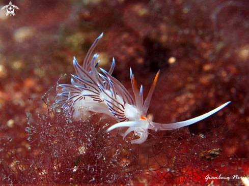 A Cratena peregrina