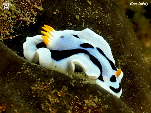 A Chromodoris dianae | nudibranch