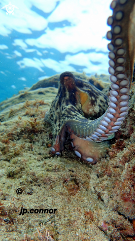 A Octopus Vulgaris | Poulpe