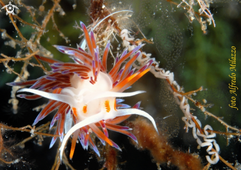 A Cratena peregrina | Nudibranchi