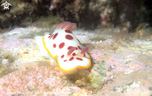 A Chromodoris splendida | Splendid Chromodoris
