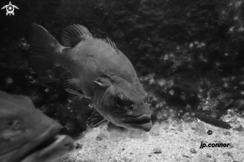 A Polyprion americanus | Cernier