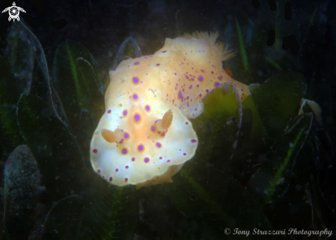 A Ceratosoma brevicaudatum | Short-Tailed Ceratosoma