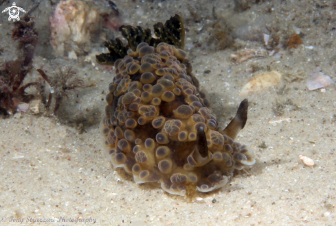 A Bubbly Dendrodoris