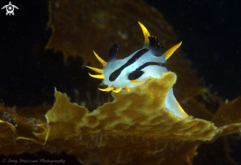 A Polycera capensis | Punk polycera