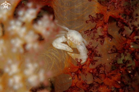 A Porcelain crab