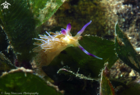 A Pteraeolidia ianthina | Pteraeolidia ianthina