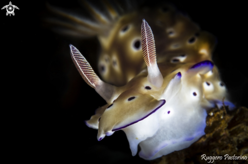 A Nudibranch