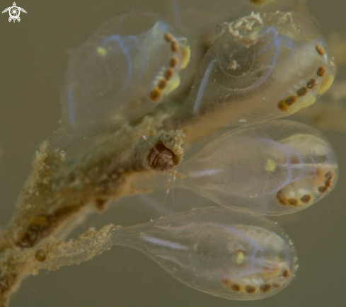 A Skeleton Shrimp | Skeleton Shrimp