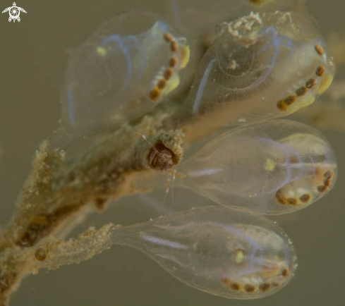 A Skeleton Shrimp