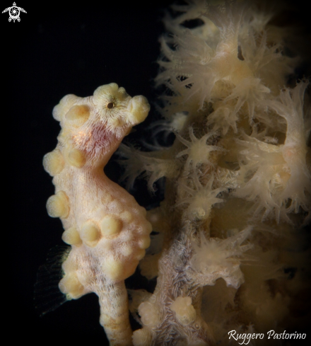 A Pigmy seahorse