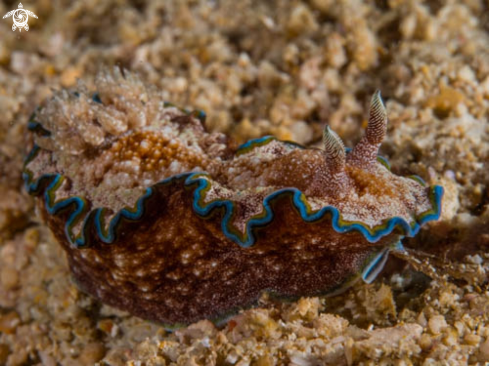 A Glossodoris Cincta | Glossodoris Cincta