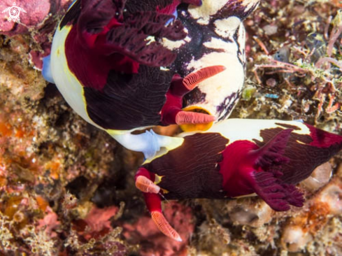 A Nembrotha Chamberlaini