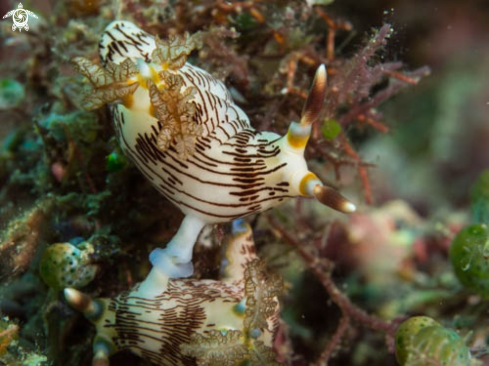 A Nembrotha Lineolata