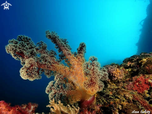 A soft coral