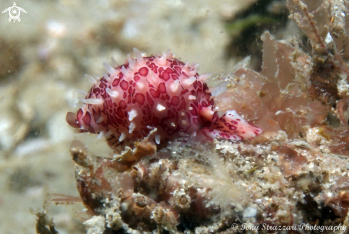 A Diminovula wilsoniana | Banded Egg Cowry