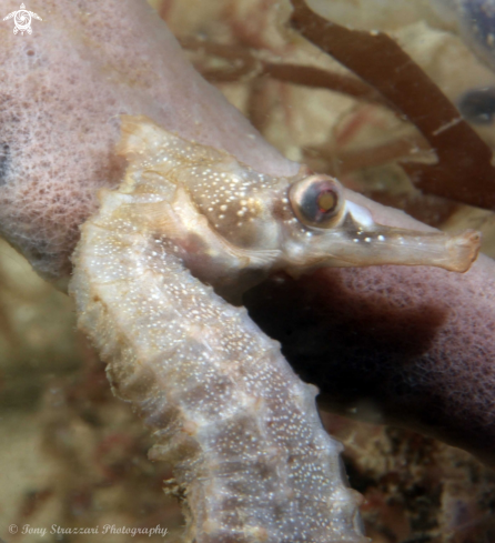 A White's seahorse