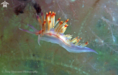 A Flabellina rubrolineata